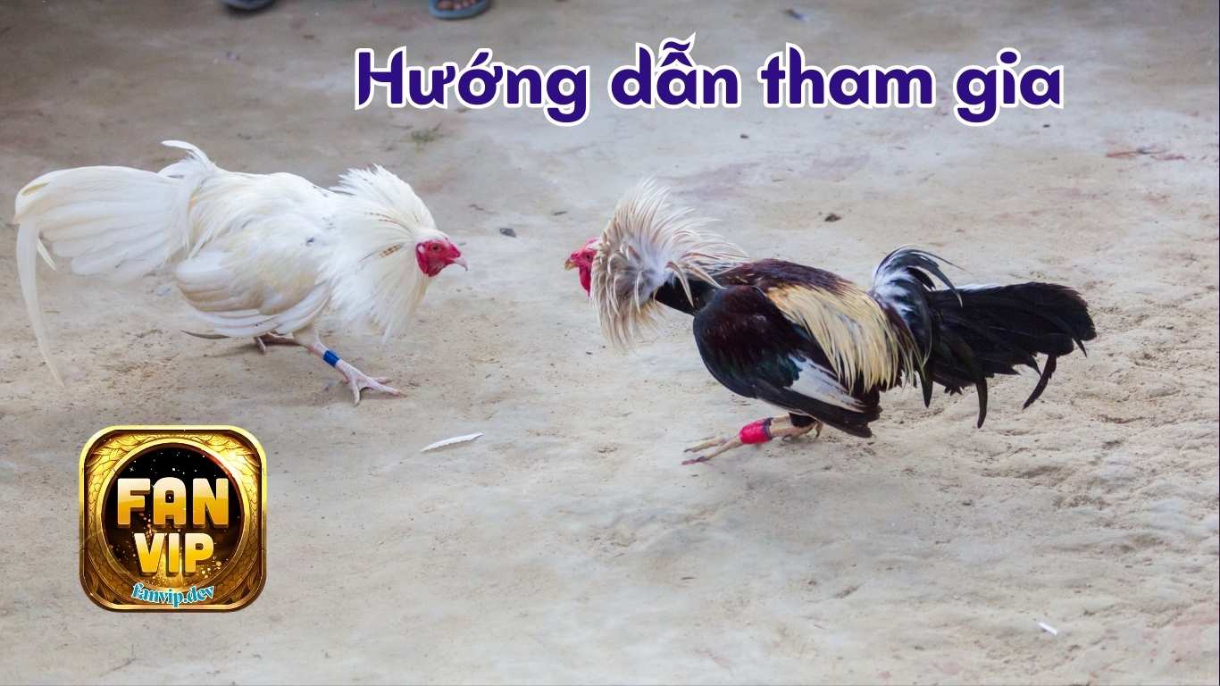 Các bước tham gia đặt cược đá gà Fanvip Các bước tham gia đặt cược đá gà Fanvip