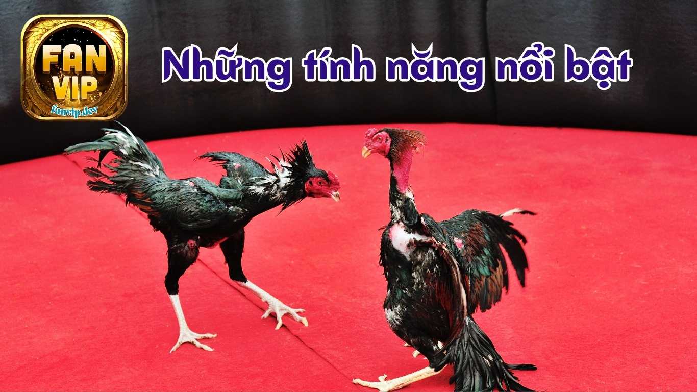 Tính năng nổi bật trong sảnh đá gà Fanvip Tính năng nổi bật trong sảnh đá gà Fanvip